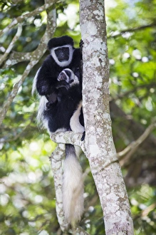 Africa. Tanzania. Black and White Colobus, also known as mantled guereza (Colobus
