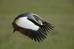 Images Dated 26th January 2003: Africa, Tanzania. Flying grey-crowned crane with wings in downstroke