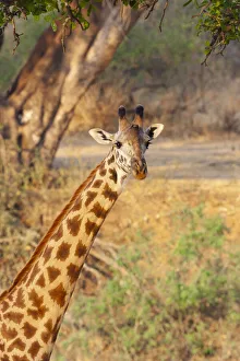 Africa, Tanzania. A giraffe stands under a large tree Africa, Tanzania. A giraffe stands under a large tree