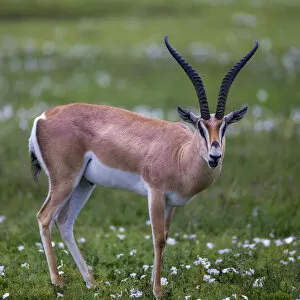 Images Dated 7th February 2014: Africa. Tanzania. Grants gazelle (Nanger granti) in Serengeti NP