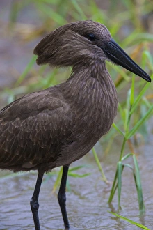 Africa. Tanzania. Hamerkop (Scopus U. umbretta) at Tarangire NP Africa. Tanzania. Hamerkop (Scopus U. umbretta) at Tarangire NP