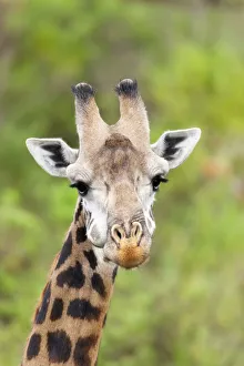 Africa, Tanzania. A head shot of a Masai giraffe Africa, Tanzania. A head shot of a Masai giraffe