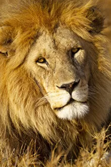 Africa, Tanzania. Headshot of a male lion
