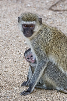 Africa, Tanzania, Lake Manyara National Park. Vervet monkey with nursing baby. Credit as Africa, Tanzania, Lake Manyara National Park. Vervet monkey with nursing baby. Credit as