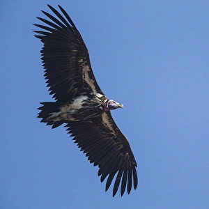 Africa. Tanzania. Lappet-faced vulture (Torgos t. tracheliotus) in Serengerti NP Africa. Tanzania. Lappet-faced vulture (Torgos t. tracheliotus) in Serengerti NP