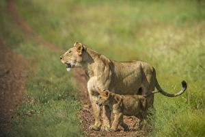 Images Dated 8th June 2010: Africa, Tanzania, Lioness with cub