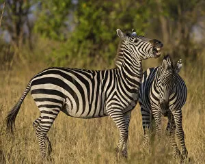 Images Dated 12th August 2013: Africa. Tanzania. Male Zebra stallions (Equus quagga) fighting in Serengeti NP