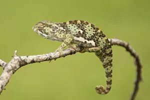 Africa, Tanzania, Ndutu, Serengeti NP, Flap-necked Chameleon, Chamaeleo dilepis