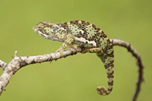 Africa, Tanzania, Ndutu, Serengeti NP, Flap-necked Chameleon, Chamaeleo dilepis Africa, Tanzania, Ndutu, Serengeti NP, Flap-necked Chameleon, Chamaeleo dilepis