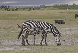 Africa, Tanzania, Ngorongoro Crater. Plains or common zebras, (Equus quagga) grazing
