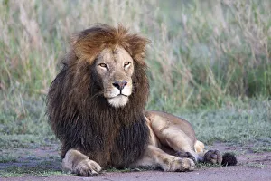 Africa, Tanzania. Portrait of a black-maned lion Africa, Tanzania. Portrait of a black-maned lion