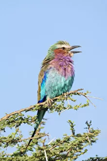Africa, Tanzania. Portrait of a lilac-breasted roller