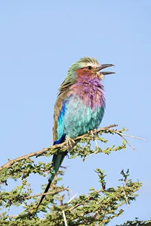 Africa, Tanzania. Portrait of a lilac-breasted roller Africa, Tanzania. Portrait of a lilac-breasted roller
