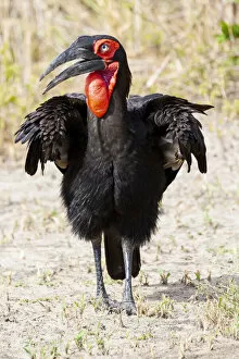 Africa, Tanzania. Portrait of a southern ground hornbill adult