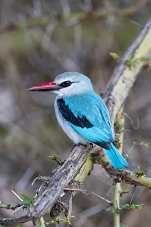 Africa, Tanzania. Portrait of a woodland kingfisher Africa, Tanzania. Portrait of a woodland kingfisher