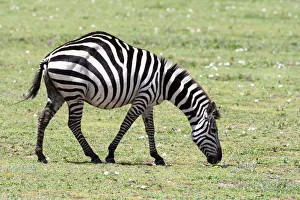Africa, Tanzania. Portrait of a zebra with a spinal deformity Africa, Tanzania. Portrait of a zebra with a spinal deformity