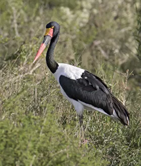 Images Dated 13th February 2017: Africa, Tanzania, Serengeti. Saddle-billed Stork (Ephippiorhynchus senegalensis)