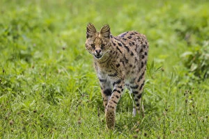 Africa. Tanzania. Serval cat (Leptailurus serval) hunting in Serengeti NP