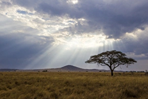 Africa. Tanzania. Views of the savanna in Serengeti NP Africa. Tanzania. Views of the savanna in Serengeti NP