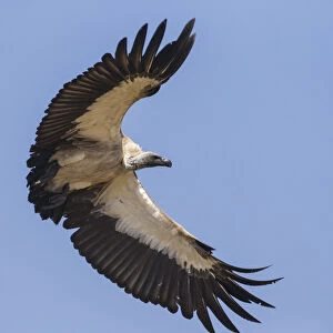 Vulture Gallery: Africa. Tanzania. White-backed vulture (Gyps africanus) in Serengerti NP