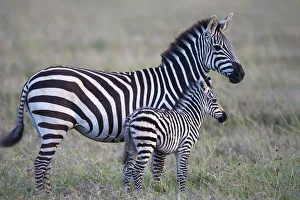 Africa, Tanzania. A young foal stands next to its mother Africa, Tanzania. A young foal stands next to its mother