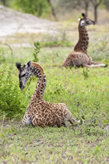 Africa, Tanzania. Two young giraffe sit together Africa, Tanzania. Two young giraffe sit together