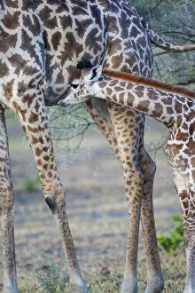 Africa, Tanzania. A young giraffe suckles