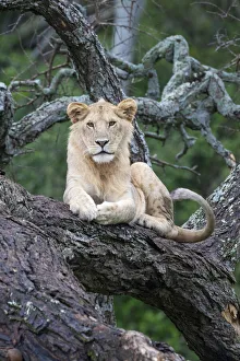 Africa, Tanzania. A young male lion sits in an old tree Africa, Tanzania. A young male lion sits in an old tree