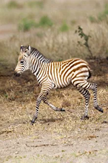 Africa, Tanzania. A very young zebra foal trots towards it mother Africa, Tanzania. A very young zebra foal trots towards it mother