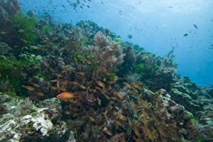 Africa, Tanzania, Zanzibar, Matemwe Bay, Tropical fish swimming above coral reef Africa, Tanzania, Zanzibar, Matemwe Bay, Tropical fish swimming above coral reef