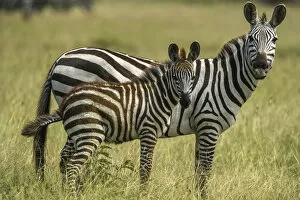 Images Dated 7th June 2010: Africa, Tanzania, zebra