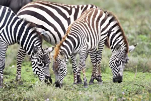 Africa, Tanzania. Two zebra graze with its brownish foal Africa, Tanzania. Two zebra graze with its brownish foal