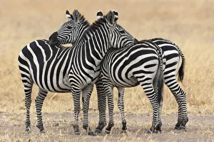 Africa, Tanzania. Two zebra stand together close to a third one Africa, Tanzania. Two zebra stand together close to a third one