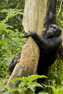 Africa, Uganda, Kibale National Park, Ngogo Chimpanzee Project. A female chimpanzee