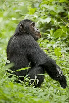 Images Dated 7th November 2009: Africa, Uganda, Kibale National Park, Ngogo Chimpanzee Project