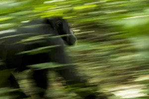 Africa, Uganda, Kibale National Park, Ngogo Chimpanzee Project Africa, Uganda, Kibale National Park, Ngogo Chimpanzee Project