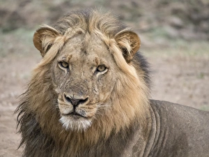Africa, Zambia. Alert adult lion. Credit as: Bill Young / Jaynes Gallery / DanitaDelimont Africa, Zambia. Alert adult lion. Credit as: Bill Young / Jaynes Gallery / DanitaDelimont