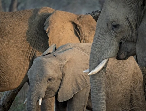 Africa, Zambia. Elephant adults and young. Credit as: Bill Young / Jaynes Gallery / DanitaDelimont Africa, Zambia. Elephant adults and young. Credit as: Bill Young / Jaynes Gallery / DanitaDelimont