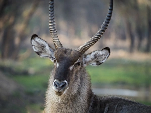 Africa, Zambia. Portrait of waterbuck. Credit as: Bill Young / Jaynes Gallery Africa, Zambia. Portrait of waterbuck. Credit as: Bill Young / Jaynes Gallery