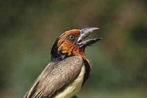 Africa, Zimbabwe. Close-up of black-collared barbet Africa, Zimbabwe. Close-up of black-collared barbet