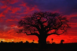 African baobab tree, Adansonia digitata, silhouetted at sunset, Tarangire National Park African baobab tree, Adansonia digitata, silhouetted at sunset, Tarangire National Park
