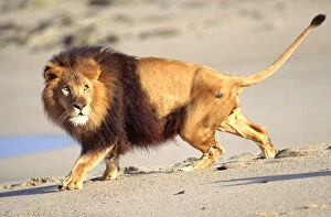 Images Dated 28th February 2007: African Barbary Lion on the Beach Panthera leo Native to Africa (Movie Animal)