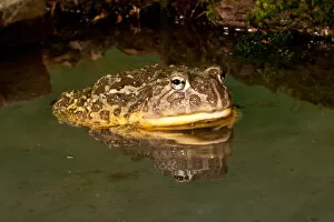 Images Dated 10th July 2011: African Burrowing Bullfrog, Pyxicephalus adspersus, Native to Southern Africa, Habitat