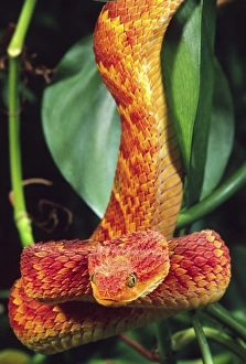 Green Bush Viper (Atheris chlorechis). Forests of West Africa. venomous