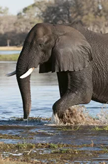 Images Dated 9th September 2012: African elephant (Loxodonta africana), Okavango delta, Botswana