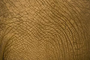Images Dated 17th May 2008: African Elephant (Loxodonta Africana), Sabi Sand Reserve, Mpumalanga, South Africa