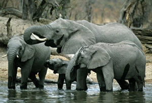 Elephant Gallery: African Elephant, (Loxodonta africana), drinking herd, Okavango Delta, Botswana