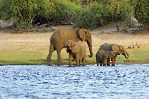African Elephant Loxodonta africana Chobe Nationalpark Botswana Africa African Elephant Loxodonta africana Chobe Nationalpark Botswana Africa