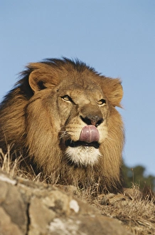 African Lion (Panthera Leo), African savannah, Captive African Lion (Panthera Leo), African savannah, Captive