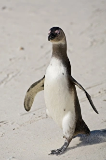 African Penguin, formerly known as Jackass Penguin at Boulders beach near Cape Town African Penguin, formerly known as Jackass Penguin at Boulders beach near Cape Town